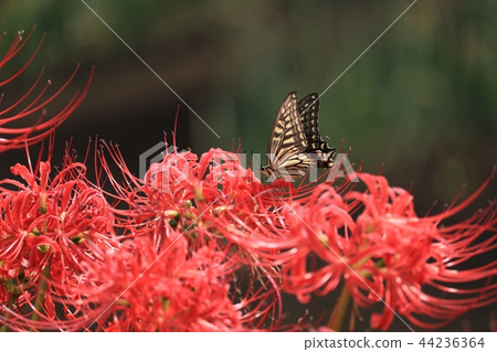 Higanki flower and butterfly 44236364