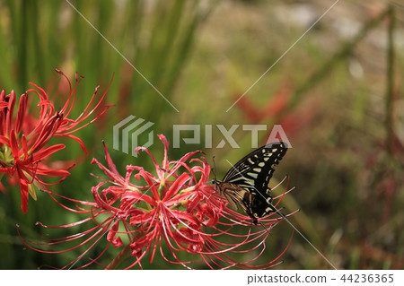 Higanki flower and butterfly 44236365