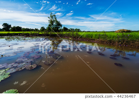 lotus pond with rice field and sky in countryside lotus pond with rice field and sky in countryside 44236467