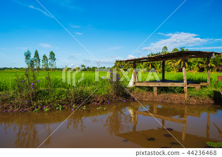 pond and cottage in rice field at countryside pond and cottage in rice field at countryside 44236468