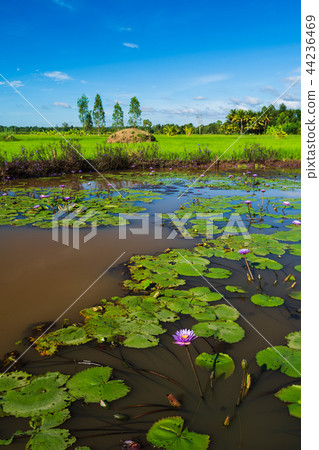 lotus pond with rice field and sky in countryside lotus pond with rice field and sky in countryside 44236469