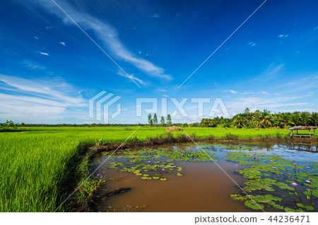 lotus pond with rice field and sky in countryside 44236471