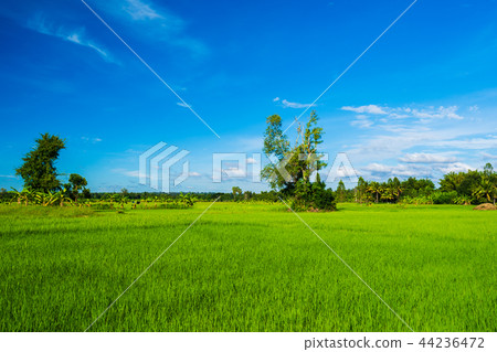 rice field with sky in countryside rice field with sky in countryside 44236472