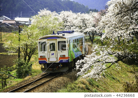 Nagara River Railway Spring Sakura 44236668