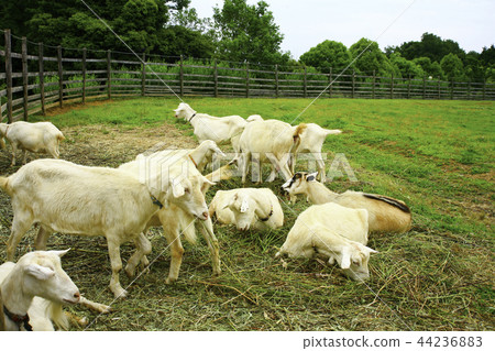 Goat ranch Goat ranch 44236883