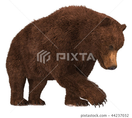 Grizzly Bear isolated on white background 3d illustration 44237032