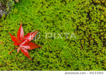 red maple leaf drop on moss wet moist background 44237803