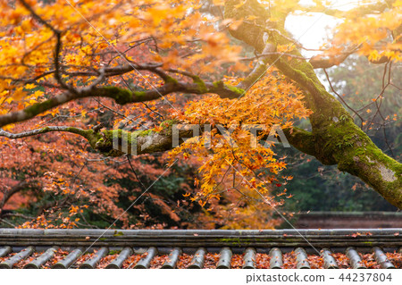 beautiful fall maple with shrine roof architecture 44237804