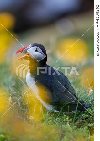 Atlantic Puffin at Borgarfjordur eystri ,Iceland. 44238262