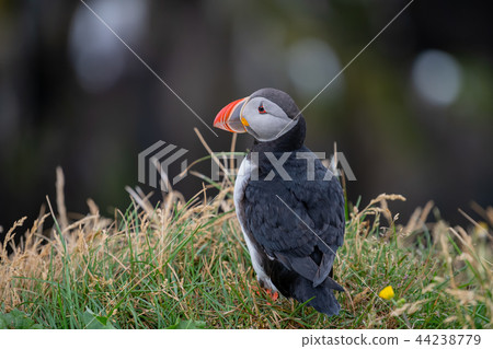 Cute Atlantic Puffin Borgarfjordur eystri ,Iceland 44238779