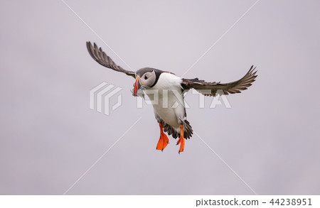 Atlantic Puffin in flight and fish in its beak 44238951