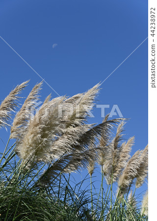 Pampasgrass Pampasgrass 44238972