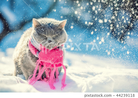 Cat wearing the knitted scarf in snowfall 44239118