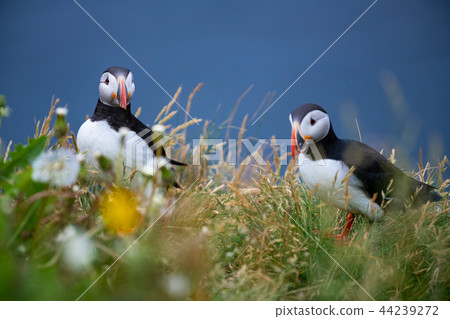 Cute Atlantic Puffin Borgarfjordur eystri ,Iceland 44239272