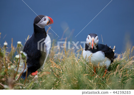 Cute Atlantic Puffin Borgarfjordur eystri ,Iceland 44239283