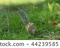 花栗鼠 花栗鼠 44239585