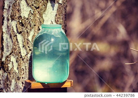 Production of birch sap in the forest. Springtime Production of birch sap in the forest. Springtime 44239786