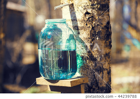 Production of birch sap in the forest. Springtime Production of birch sap in the forest. Springtime 44239788