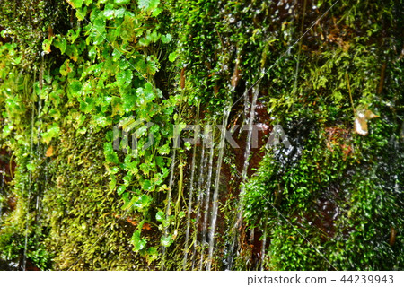 安曇野的生命延長水 44239943