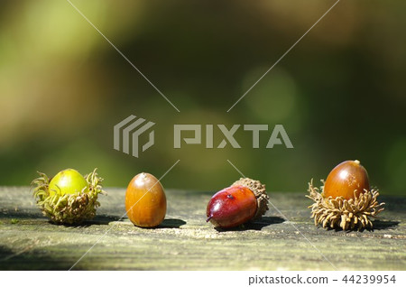 Tree acorn acorn autumn 44239954