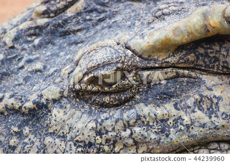 Crocodile (Selective focus eye)  44239960