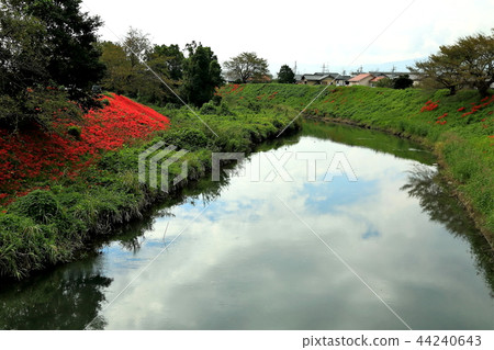 Ashikawa的簇花-2(岐阜縣瑞穗市:鴨川) Ashikawa的簇花-2(岐阜縣瑞穗市:鴨川) 44240643