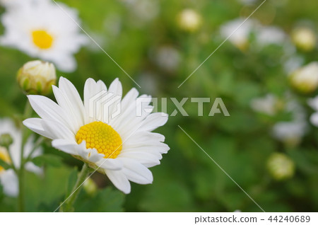 White chrysanthemum flower White chrysanthemum flower 44240689