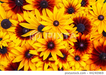 Floral background.  44240969