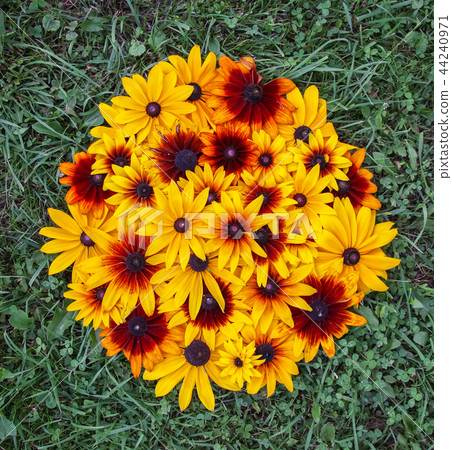 Black-eyed susan or Rudbeckia hirta plant 44240971