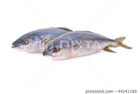 whole round Yellowtail fish or Hamachi fish whole round Yellowtail fish or Hamachi fish 44241189