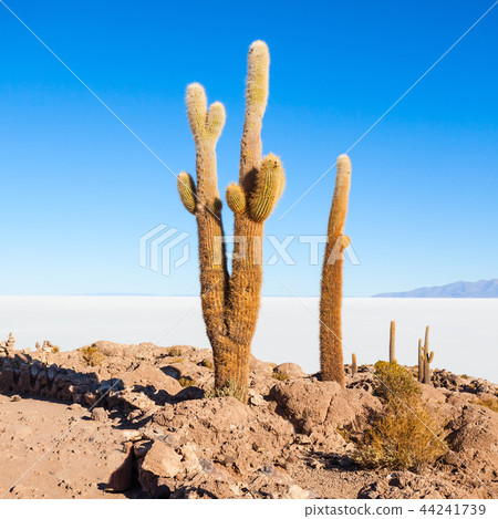 Cactus Island, Uyuni 44241739