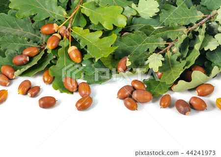 Acorns and branch with leaves white background 44241973