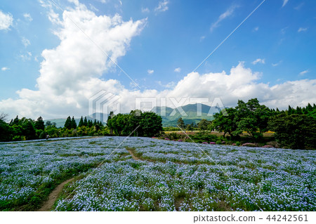 Nemophila flower garden Nemophila flower garden 44242561