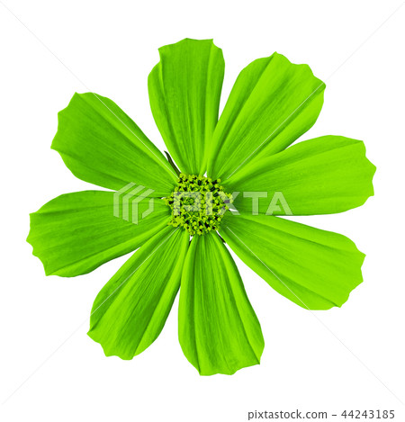 flower chartreuse cosmos isolated on a white flower chartreuse cosmos isolated on a white 44243185