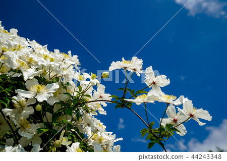 Clematis Montana Clematis Montana 44243348