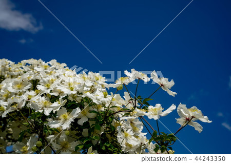 Clematis Montana Clematis Montana 44243350
