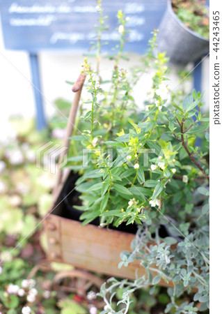 Indoor green green and flower Indoor green green and flower 44243465
