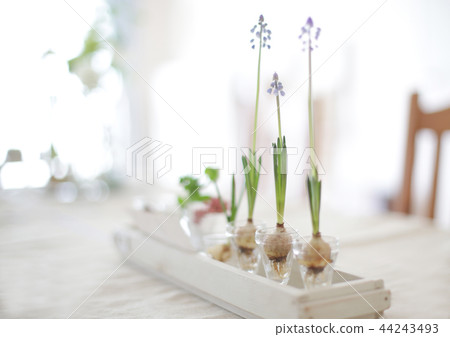 Indoor green green and flower Indoor green green and flower 44243493