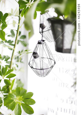 Indoor green green and flower Indoor green green and flower 44243494
