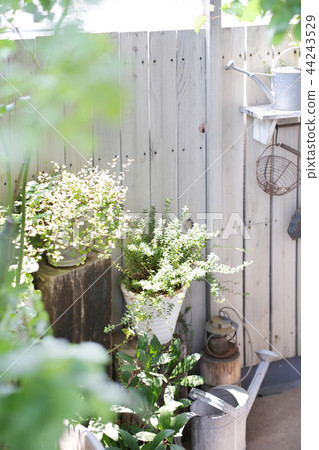 Indoor green green and flower Indoor green green and flower 44243529