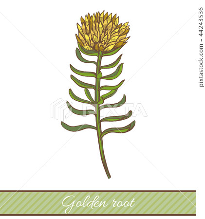 Colored Golden Root in Hand Drawn Style Colored Golden Root in Hand Drawn Style 44243536