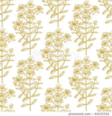 Hypericum Graphic Pattern in Hand Drawn Style Hypericum Graphic Pattern in Hand Drawn Style 44243542
