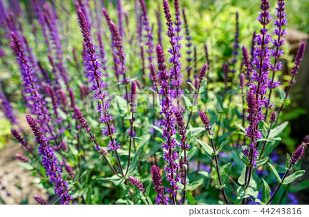 Salvia 44243816