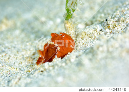 Frogfish Frogfish 44245248