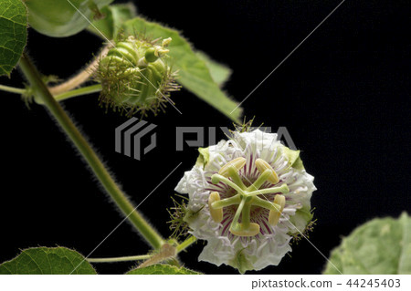 Close up Fetid passionflower 44245403