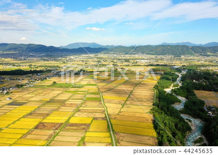 Rice field in Matsukawa village, Nagano prefecture 44245635
