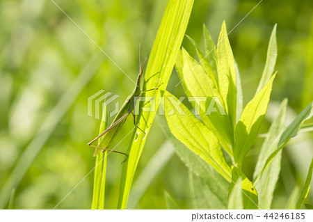 Shorurigata 44246185