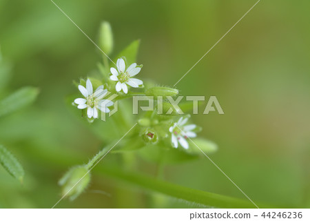 Dutch mimagna Dutch mimagna 44246236