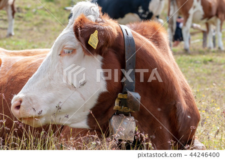 Swiss Red White Cow, grazing in the Italian Alps 44246400