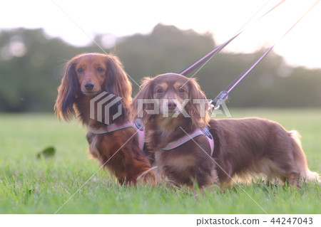 Dachshund Kaninhaen cute 44247043